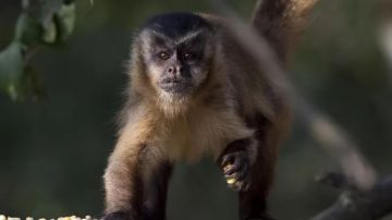 En Brasil se han registrado ataques contra monos.