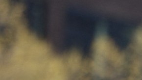 Imagen de una persona disfrazada de lobo con un delantal verde de la cadena Starbucks, en una protesta.