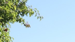 Imagen de un restaurante de la cadena de comida rápida Wendy's.