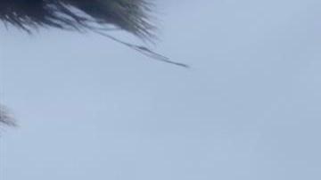 Fotografía de fuertes vientos impactando en unas palmeras debido a la llegada del huracán Kay, hoy, en Los Cabos (México). El huracán Kay de categoría 2 en la escala Saffir-Simpson paralizó este miércoles el turismo del estado mexicano de Baja California Sur, que alberga al popular destino de Los Cabos, y dejó más de 1.000 personas refugiadas. EFE/ Jorge Reyes