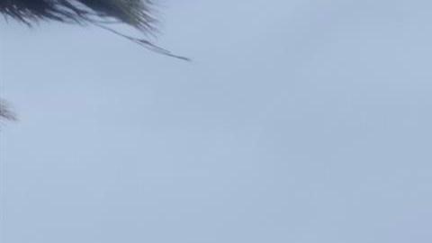 Fotografía de fuertes vientos impactando en unas palmeras debido a la llegada del huracán Kay, hoy, en Los Cabos (México). El huracán Kay de categoría 2 en la escala Saffir-Simpson paralizó este miércoles el turismo del estado mexicano de Baja California Sur, que alberga al popular destino de Los Cabos, y dejó más de 1.000 personas refugiadas. EFE/ Jorge Reyes