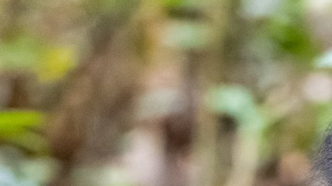 La intrigante imagen de un chimpancé con una cría de mangosta en brazos que opta a un premio de fotos de vida silvestre