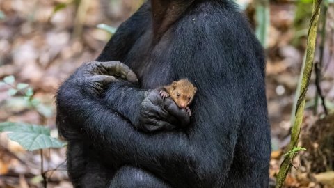 La intrigante imagen de un chimpancé con una cría de mangosta en brazos que opta a un premio de fotos de vida silvestre