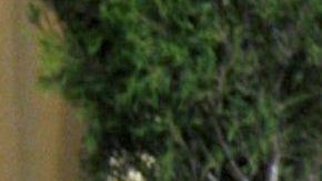 Nicole Kidman | Mezcalent.