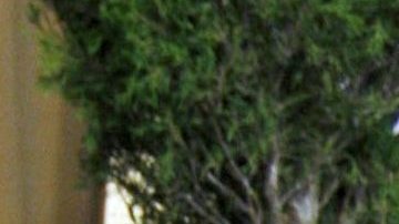 Nicole Kidman | Mezcalent.