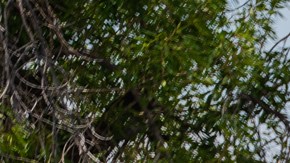 Estudiantes plantan un árbol en escuela de Pacoima.