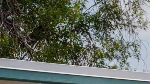 Estudiantes plantan un árbol en escuela de Pacoima.