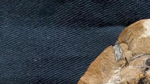 Hallan en Australia el corazón fósil más antiguo que revela pistas sobre la evolución de los vertebrados