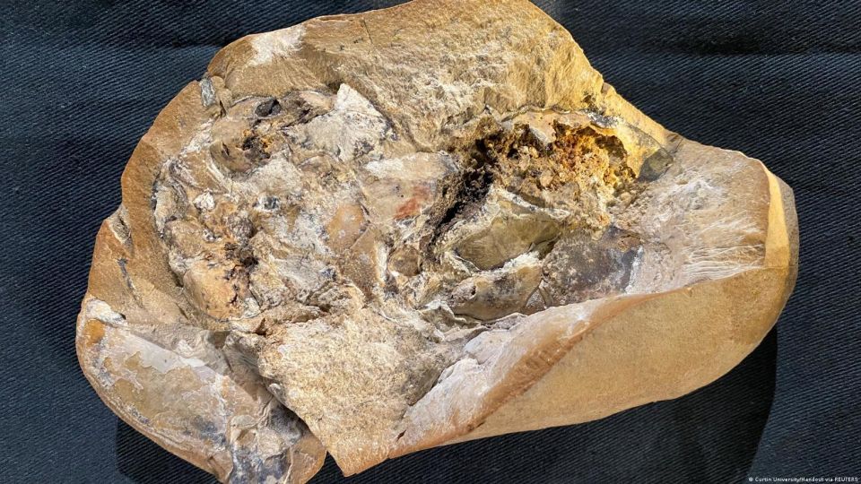 They find in Australia the oldest fossil heart that reveals clues about the evolution of vertebrates