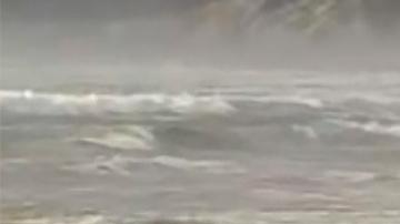 Encuentran 230 ballenas varadas en Australia, la mitad parecen estar muertas