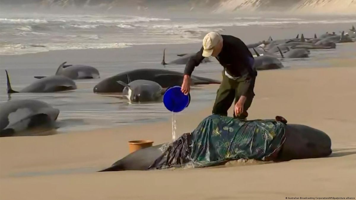 Expertos en conservación marina y personal con equipo de rescate de ballenas se dirigen al sitio donde se encuentran estas ballenas.