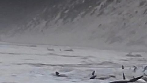 Inexplicablemente los cetáceos trataban de abandonar el agua