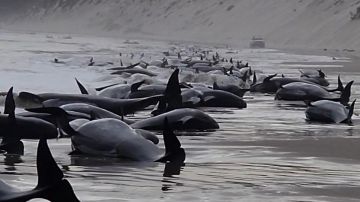 Inexplicablemente los cetáceos trataban de abandonar el agua
