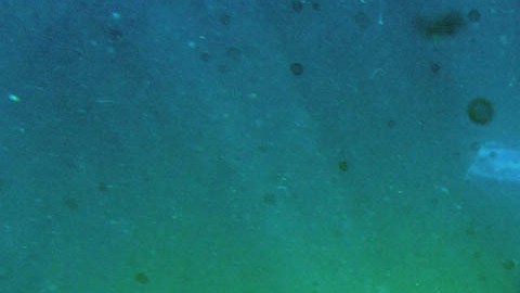 Decenas de cuerpos han sido arrojados al mar de Cortés