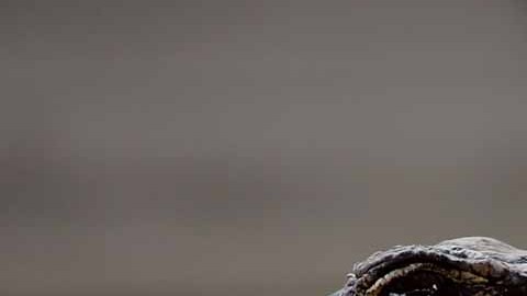 La mordida de un caimán puede incluso matar a una persona