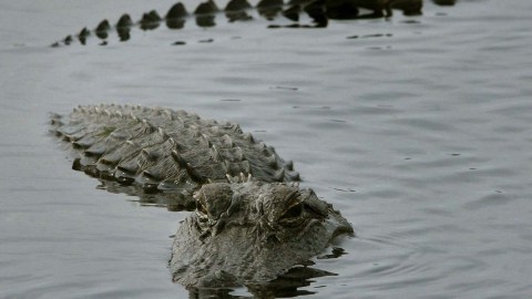 Cerca de medio millón de caimanes habitan en Texas