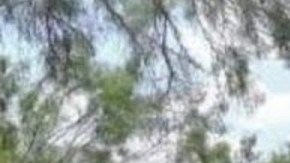 Decomiso de vehículos monstruo