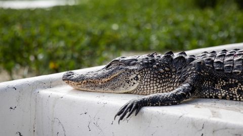 Enorme caimán de 11 pies fue capturado mientras paseaba por un suburbio de Houston