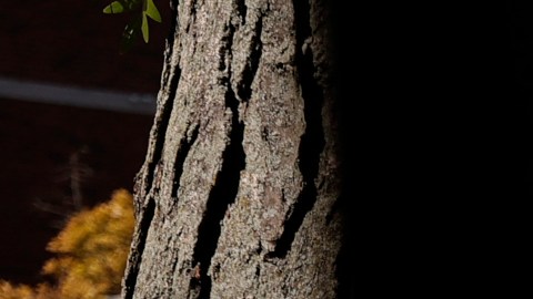 FBI arrestó 47 involucrados en el “fraude pandémico más grande en los EE.UU.” por $250 millones de dólares destinados a niños pobres