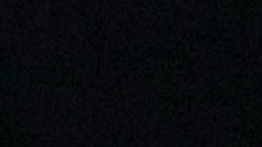 Perro protagoniza pelea con puercoespín en Nueva Jersey y muere por espinas que perforaron su corazón