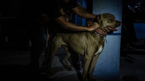 Rescatan más de 300 perros en redada histórica en Carolina del Sur; hay al menos 20 detenidos