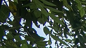 Un asesor de DHS instruye a policías fronterizos de Guatemala en un puesto de control.