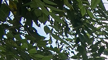 Un asesor de DHS instruye a policías fronterizos de Guatemala en un puesto de control.