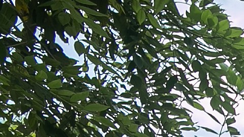 Un asesor de DHS instruye a policías fronterizos de Guatemala en un puesto de control.