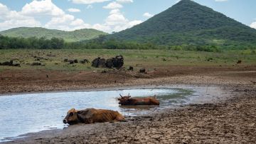 Uganda y Zambia podrían tener una salida al mar