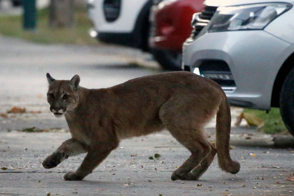 7-year-old boy injured in a mountain lion attack at Pico Canyon Park in Los Angeles County