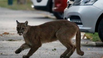 TOPSHOT - Picture released by Aton Chile showing an approximately one-year-old puma in the streets of Santiago on March 24, 2020 which according to the Agricultural and Livestock Service (SAG) came down from the nearby mountains in search for food as less people are seen in the streets due to the coronavirus, COVID-19, pandemic. (Photo by Andres PINA / ATON CHILE / AFP) / Chile OUT / RESTRICTED TO EDITORIAL USE (Photo by ANDRES PINA/ATON CHILE/AFP via Getty Images)