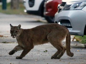 TOPSHOT - Picture released by Aton Chile showing an approximately one-year-old puma in the streets of Santiago on March 24, 2020 which according to the Agricultural and Livestock Service (SAG) came down from the nearby mountains in search for food as less people are seen in the streets due to the coronavirus, COVID-19, pandemic. (Photo by Andres PINA / ATON CHILE / AFP) / Chile OUT / RESTRICTED TO EDITORIAL USE (Photo by ANDRES PINA/ATON CHILE/AFP via Getty Images)