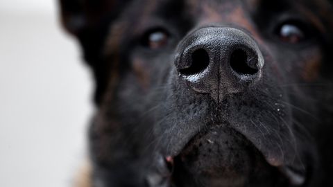 A Malinois dogs looks on as it is taught to find a piece of fabric infected with the COVID-19 (the novel coronavirus) bacteria during a training session, on May 13, 2020, in Maison-Alfort, on the outskirts of Paris, as France eases lockdown measures taken to curb the spread of the COVID-19 (the novel coronavirus). - A group of dogs are trained in Maison-Alfort to detect the novel coronavirus, thanks to their sense of smell. The initiative is directed by the Professor on Veterinary Medicine, Dominique Grandjean. (Photo by JOEL SAGET / AFP) (Photo by JOEL SAGET/AFP via Getty Images)