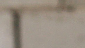 Descubre en Nigeria cargamento ilegal de 7,000 penes de burro que serían exportados a Hong Kong