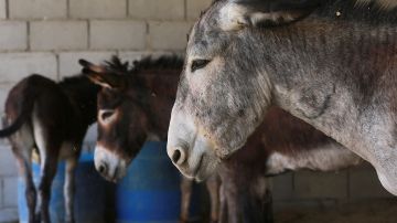 Descubre en Nigeria cargamento ilegal de 7,000 penes de burro que serían exportados a Hong Kong