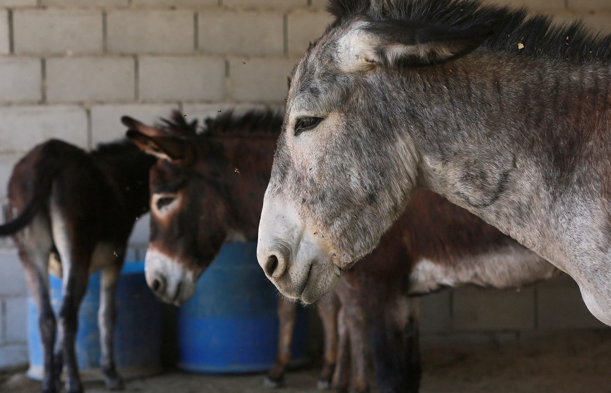 Descubre en Nigeria cargamento ilegal de 7,000 penes de burro que serían  exportados a Hong Kong - La Opinión