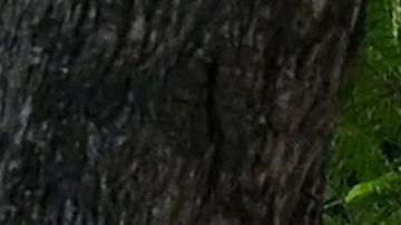 Students walk to their classrooms at a public middle school in Los Angeles, California, September 10, 2021. - Children aged 12 or over who attend public schools in Los Angeles will have to be fully vaccinated against Covid-19 by the start of next year, city education chiefs said September 9, 2021, the first such requirement by a major education board in the United States. (Photo by Robyn Beck / AFP) (Photo by ROBYN BECK/AFP via Getty Images)