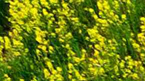 Agricultores exigen reforma migratoria ante escasez de mano de obra y aumento de los precios de los alimentos