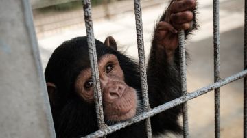 Chimpancé huye de zoológico en Ucrania, pero regresa porque le dio frío