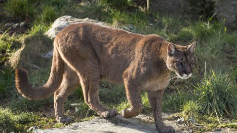 Puma ataca por la espalda a niño de 7 años en parque de California y se salva de milagro