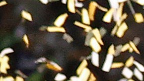 El equipo de Estados Unidos tiene una realidad diferentes en estos momentos.