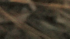 Anciana es mordida por un caimán de siete pies y es hospitalizada en Florida