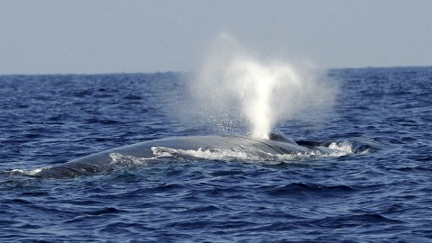 In this picture taken on March 26, 2009, shows a blue whale swimming in the deep waters off the southern Sri Lankan town of Mirissa. Pods of Blue, Sperm and Humpback whales can be easily seen around Sri Lanka for six to eight months a year, while Bryde's whales are somewhat rarer. Out of 81 species of whales, 27 can be seen in the waters around the island. Sri Lanka has begun whale watching tours to lure foreign visitors to see its natural wonders, as traditional beach tourism trickles due to the ongoing four decades of ethnic war with Tamil Tigers. AFP PHOTO/Ishara S. KODIKARA (Photo credit should read Ishara S. KODIKARA/AFP/GettyImages)