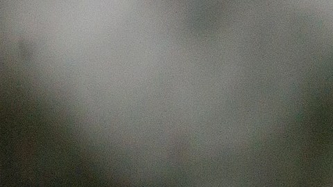 Oso mutila y deja grave a niño de 9 años mientras estaba de cacería en Alaska