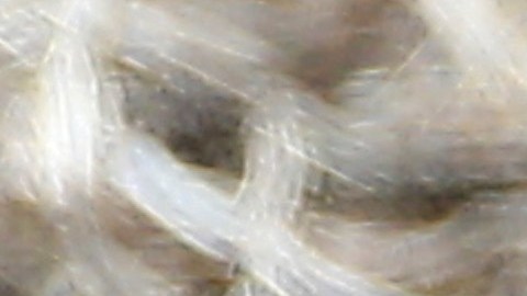 Mujer que sacó a "pasear" a mapache a bar en Dakota del Norte enfrenta cargos criminales; el animal fue sacrificado