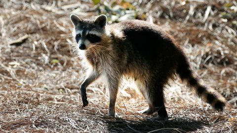 Mujer que sacó a "pasear" a mapache a bar en Dakota del Norte enfrenta cargos criminales; el animal fue sacrificado