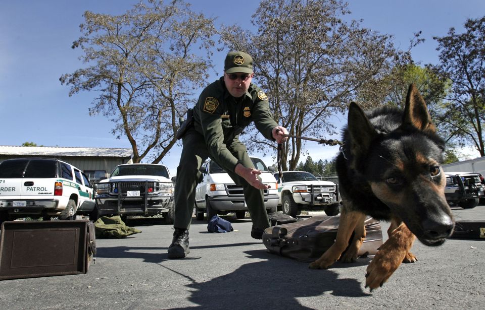 “K-9 Corps”: the trained dogs of the United States Army