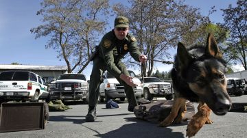 El agente de la Patrulla Fronteriza de EE. UU., Sean Huntsman, trabaja con su pastor alemán, Birt, durante una sesión de capacitación para la detección de drogas el 9 de mayo de 2006 en las montañas al norte de Colville, Washington.
