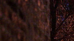 Hombres ebrios roban patrulla y hacen transmisión en vivo (VIDEO)