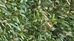 Vecinos de Anaheim se preparan para mandar sus trabajos al mosaico artístico más grande del mundo. (Cortesía)